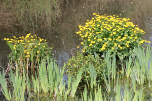 Natuur rockanje