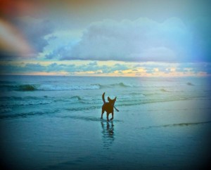 Rockanje strand | Honden