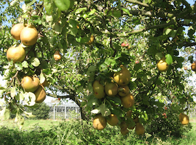 Winterrietperen stoofperen