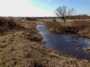 Boom in het Waterbos